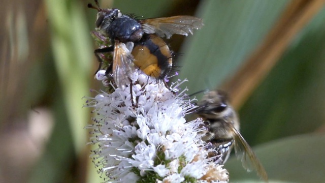 Quel est le cri de l'abeille ?